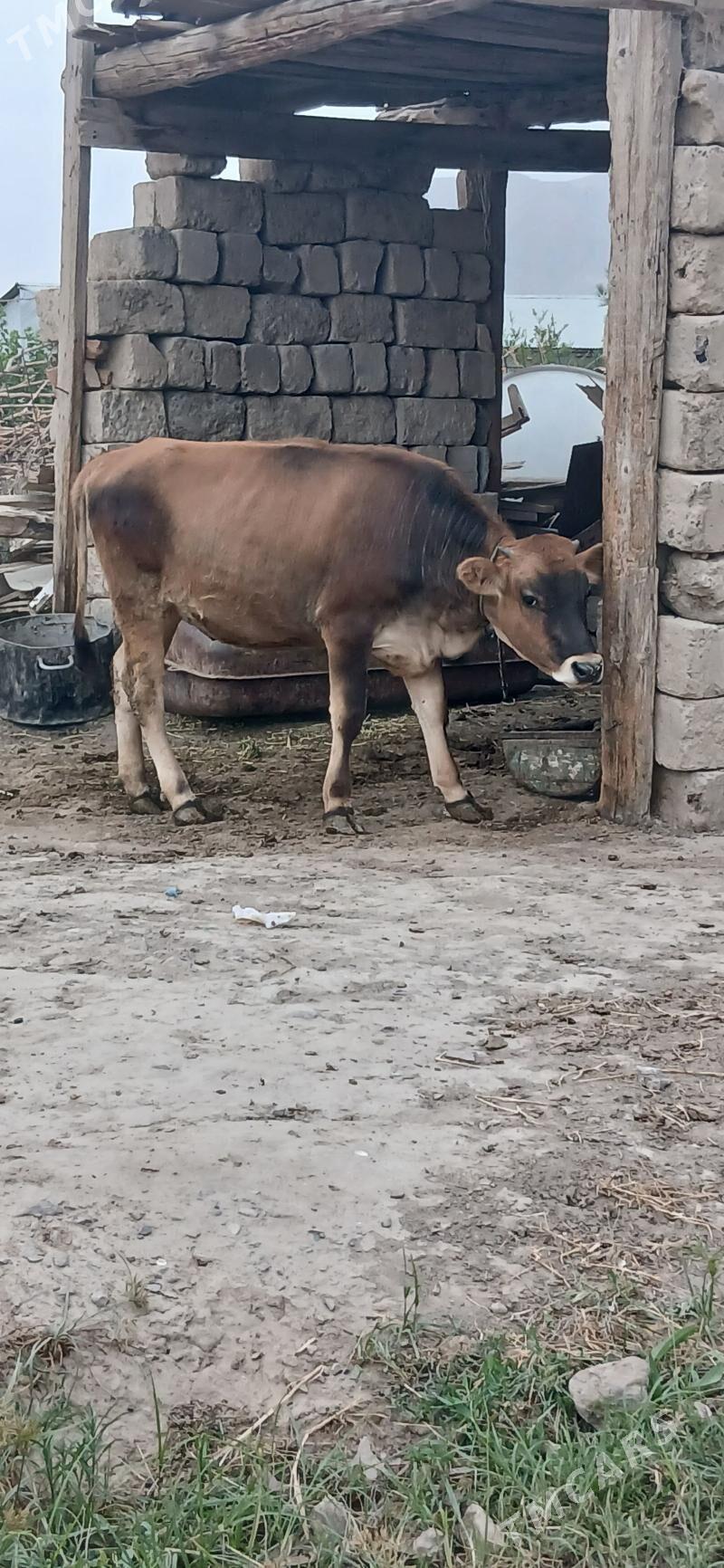 tuwe - Gökdepe - img 3