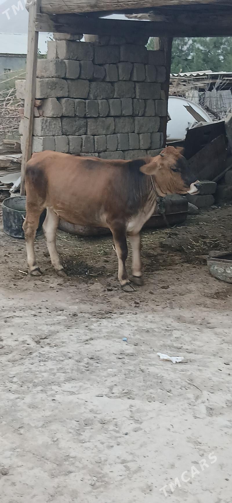 tuwe - Gökdepe - img 2