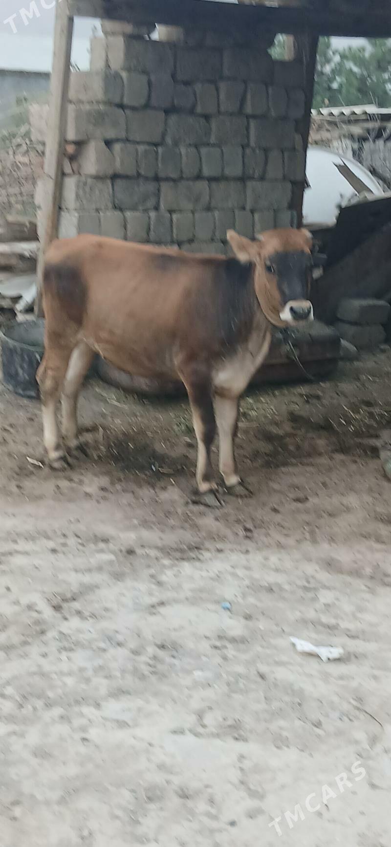 tuwe - Gökdepe - img 5