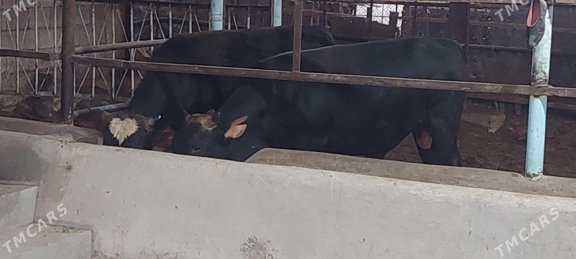 Öküz - Бузмеин - img 1