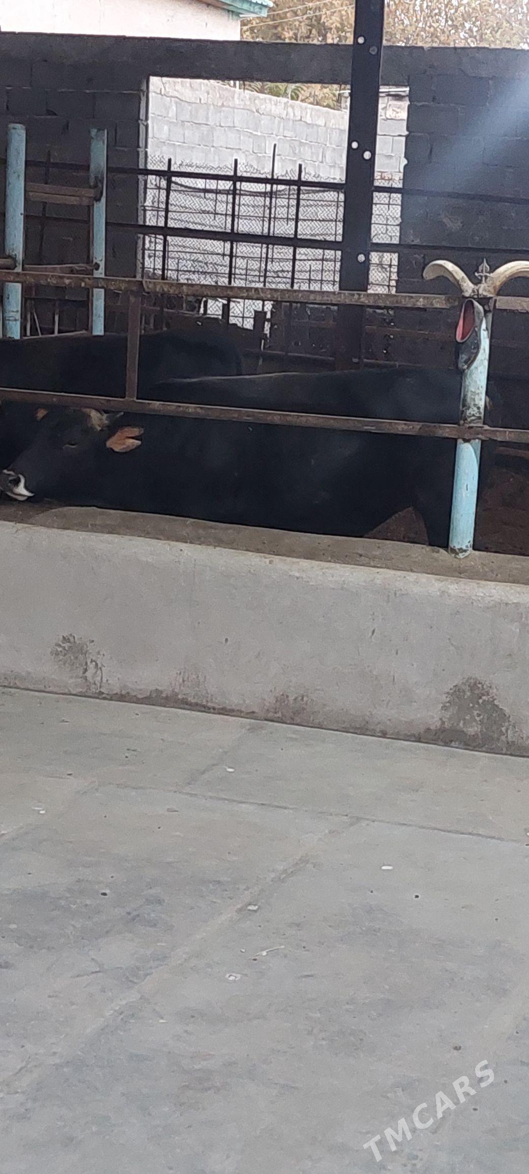 Öküz - Бузмеин - img 3