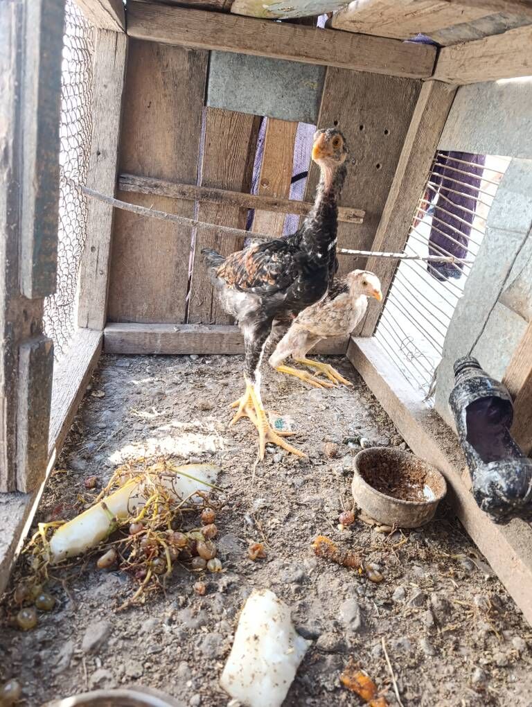 Baytso. Jujeler Towuk - Керки - img 2