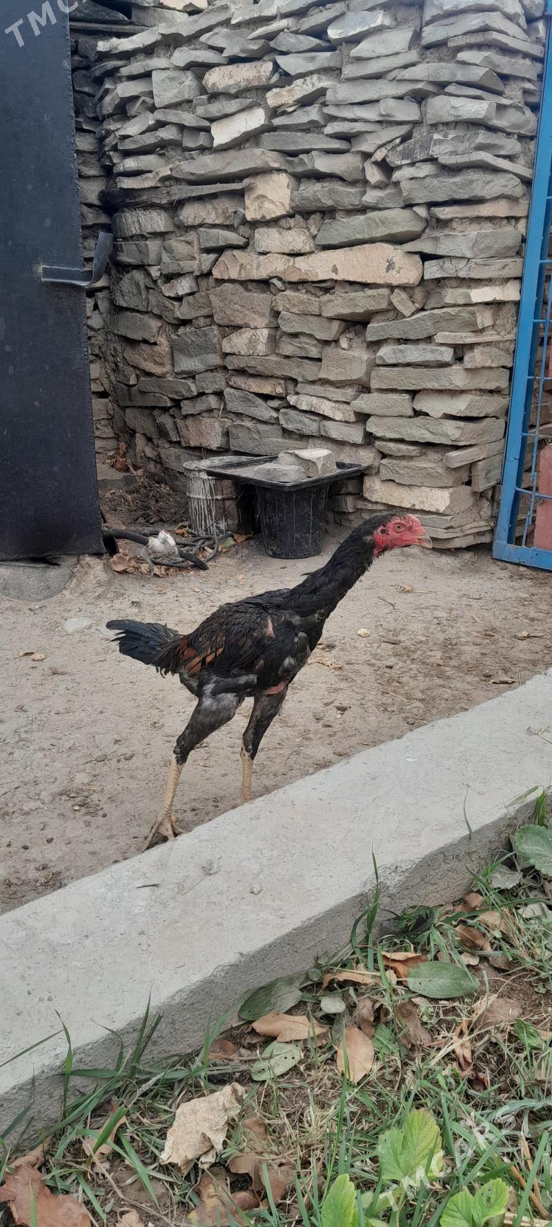 taşkent horoz - Бахарден - img 1