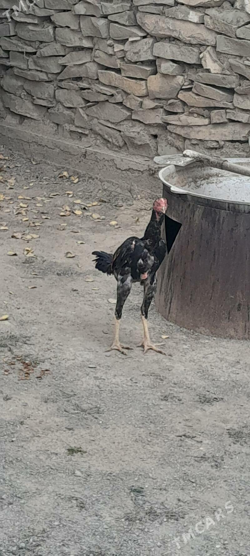 taşkent horoz - Bäherden - img 2