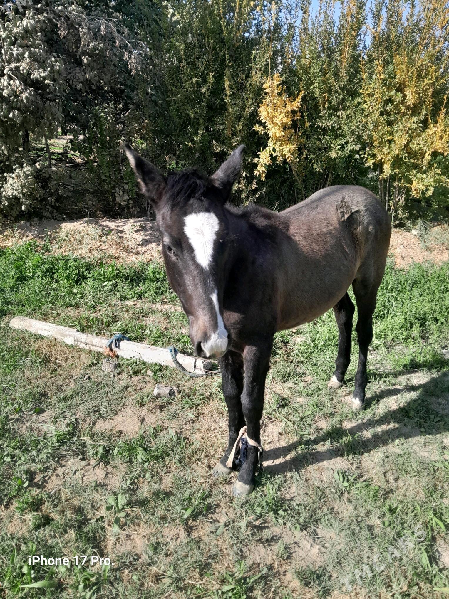 at - Мары - img 2