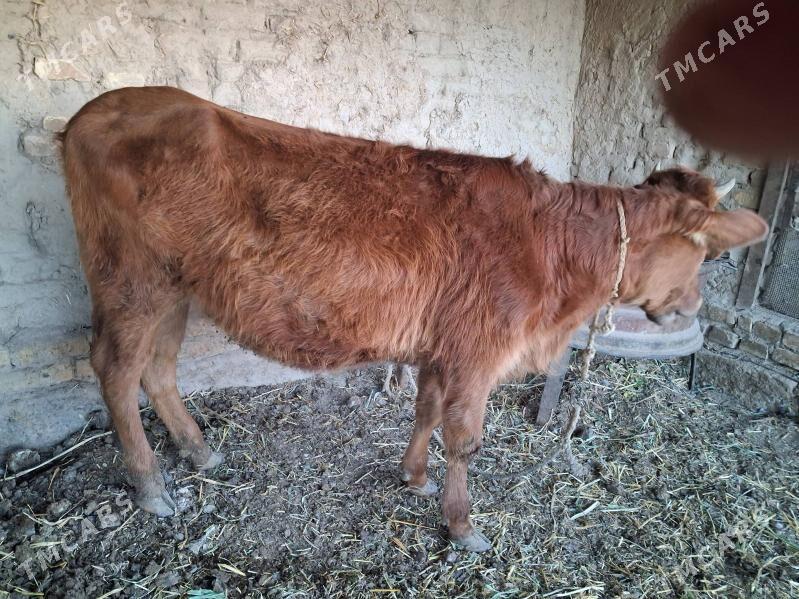 унажын - Türkmenabat - img 1