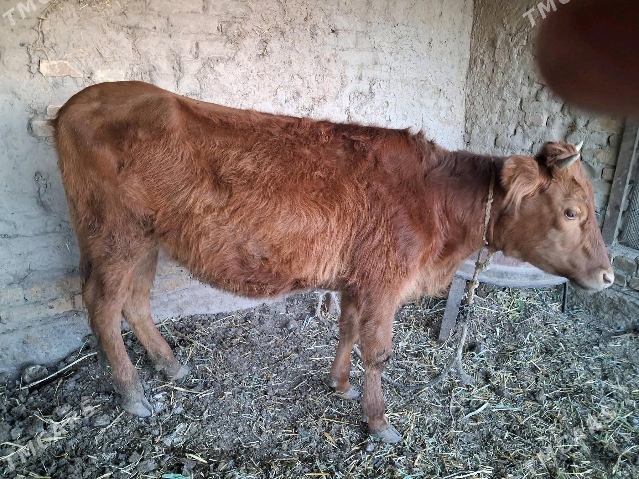 унажын - Туркменабат - img 2