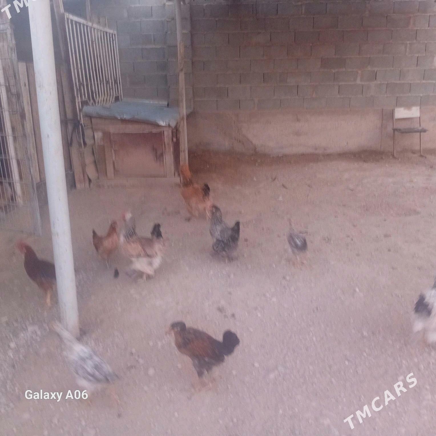 Turmen towuk - Balkanabat - img 2