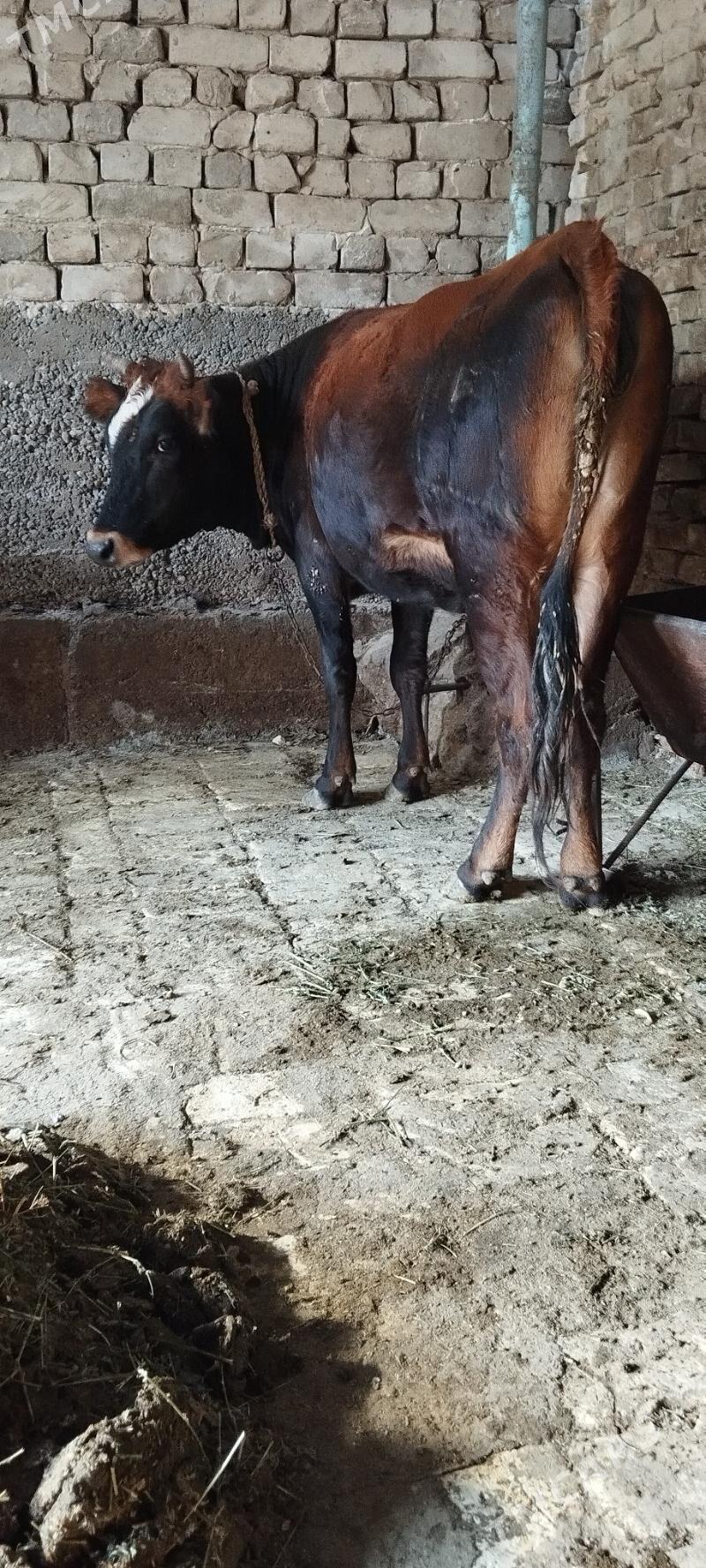 tuve agr bogaz - Aşgabat - img 3