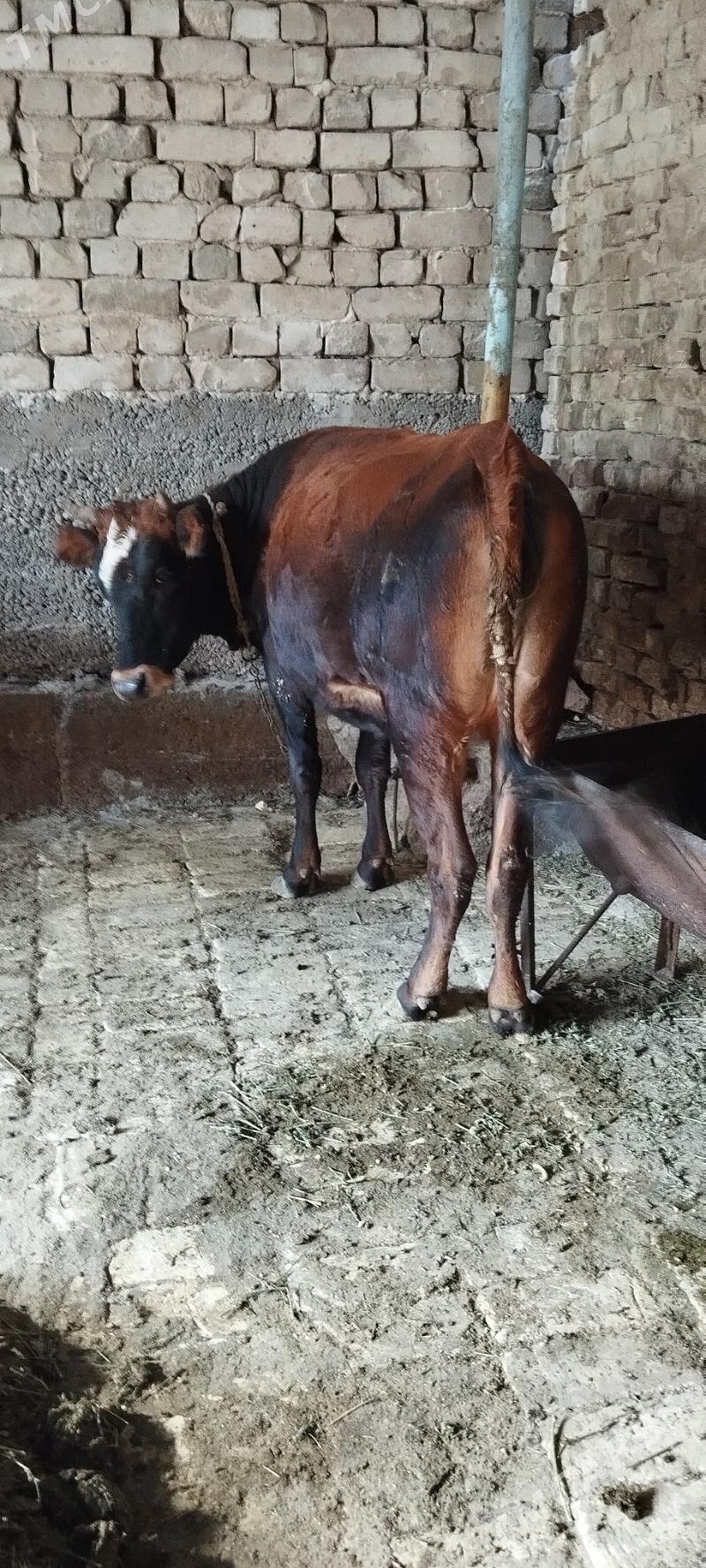 tuve agr bogaz - Aşgabat - img 2