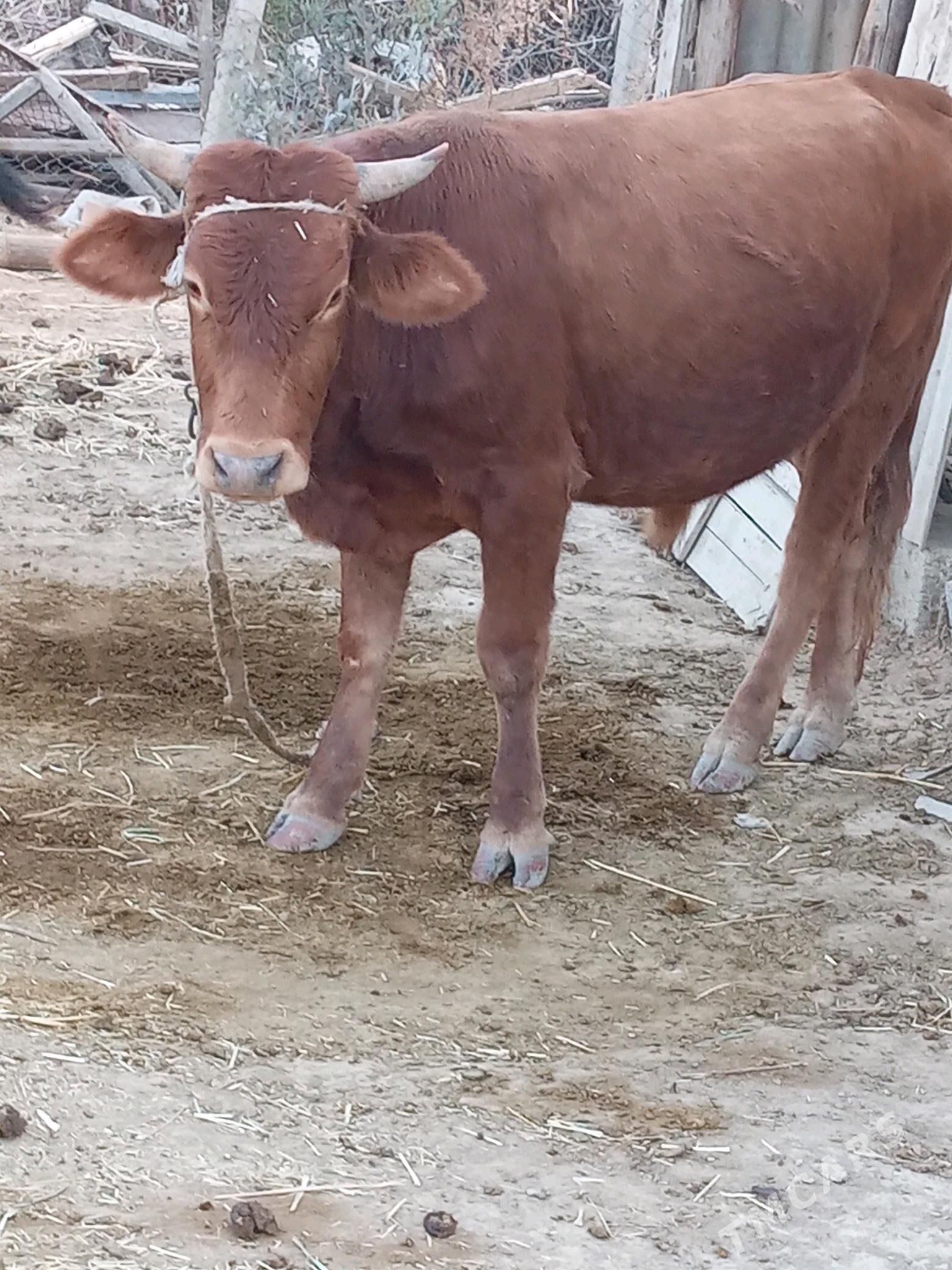 ÖKÜZ - Ak bugdaý etraby - img 2