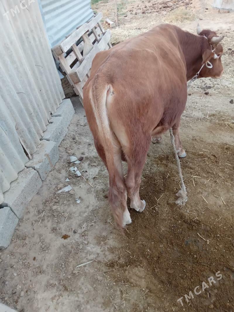 ÖKÜZ - Ak bugdaý etraby - img 3