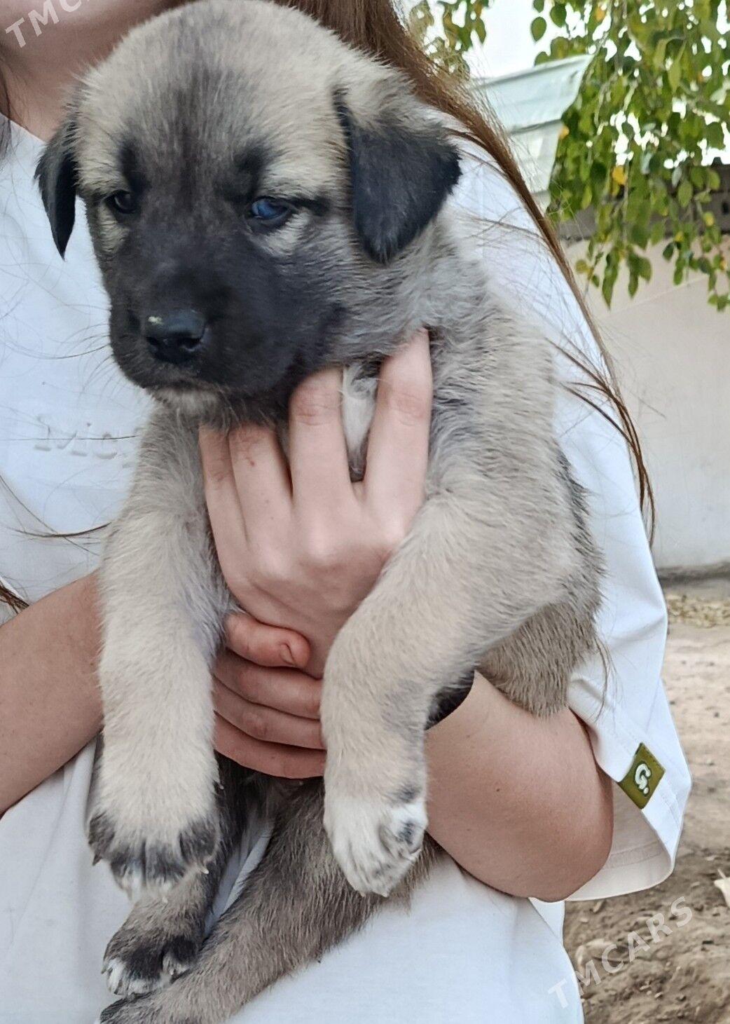 собака - Ашхабад - img 2