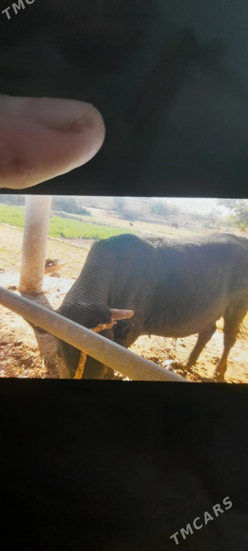 okuz - Garabekewül - img 2