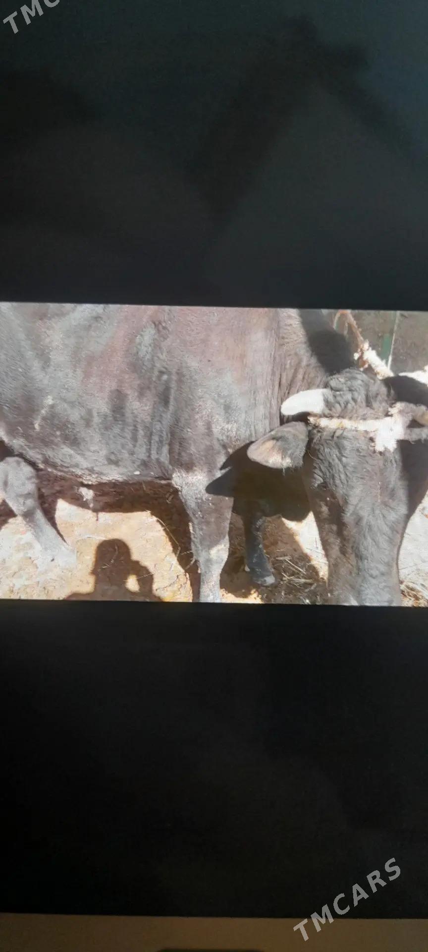 okuz - Garabekewül - img 1