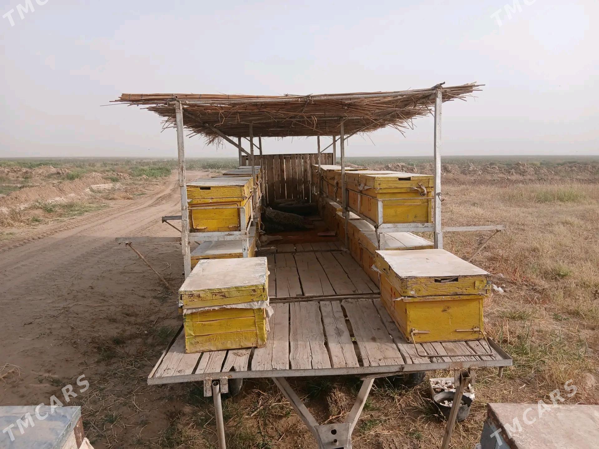 Ary pirsep - Tejen - img 2