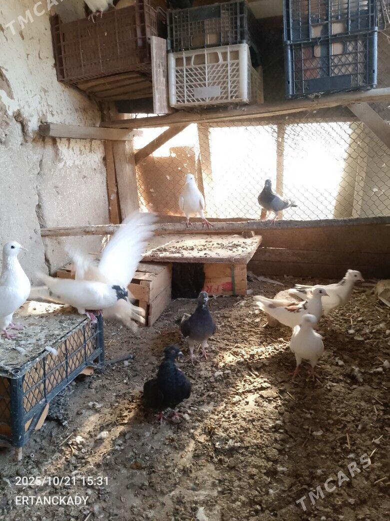 ak kepderi - Daşoguz - img 1