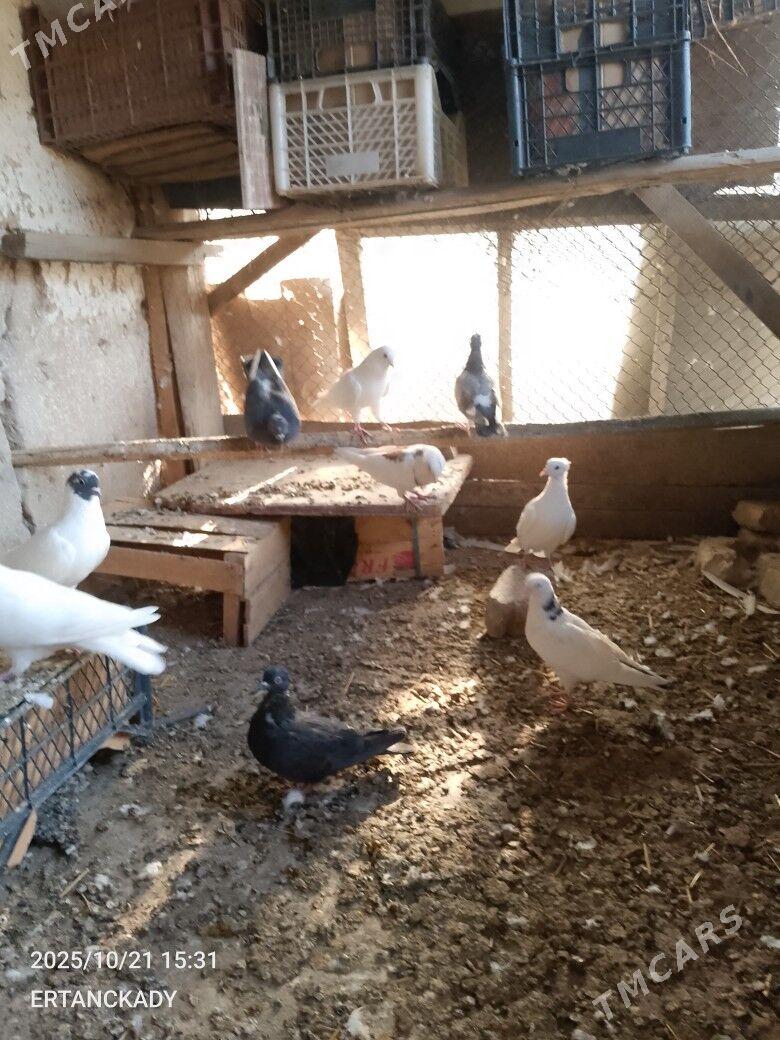 ak kepderi - Daşoguz - img 2