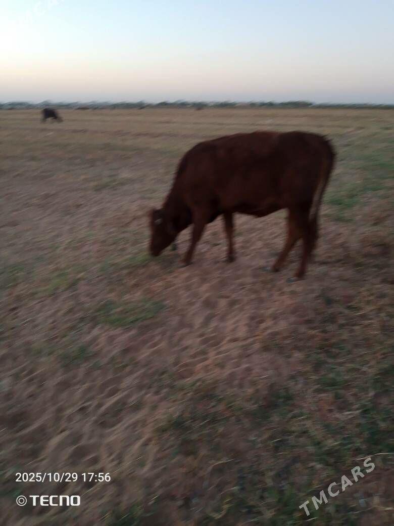 sygyrlar meýdanyň maly - Мары - img 1