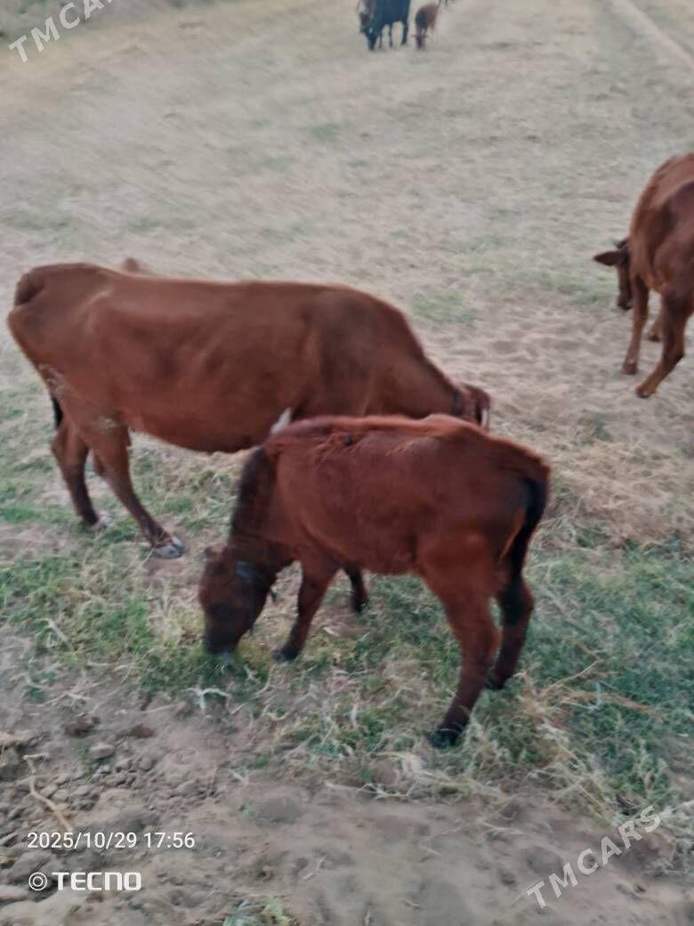 sygyrlar meýdanyň maly - Mary - img 3