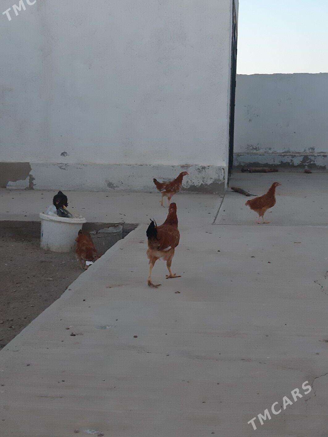 товук - Daşoguz - img 1