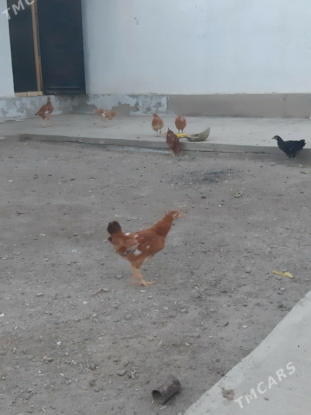 товук - Daşoguz - img 2