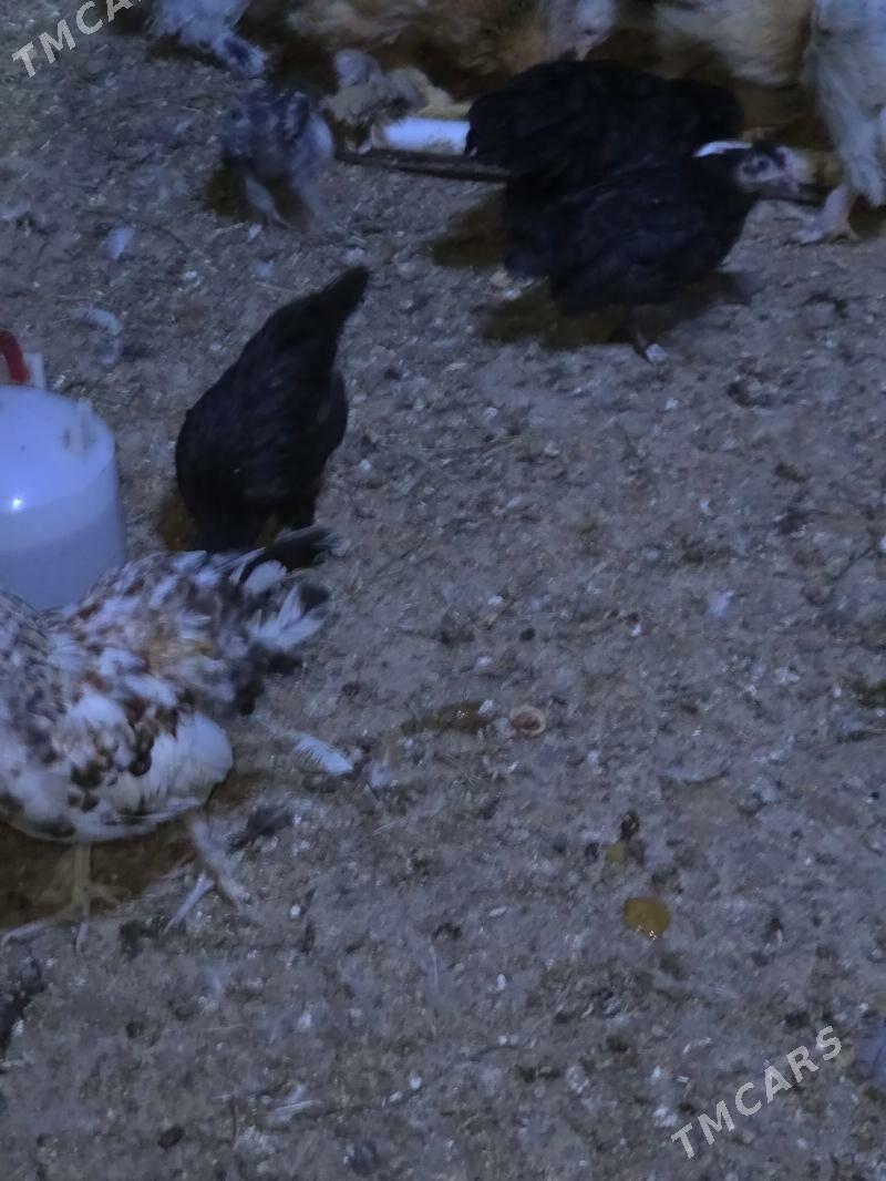 Karlik horaz maki - Aşgabat - img 5