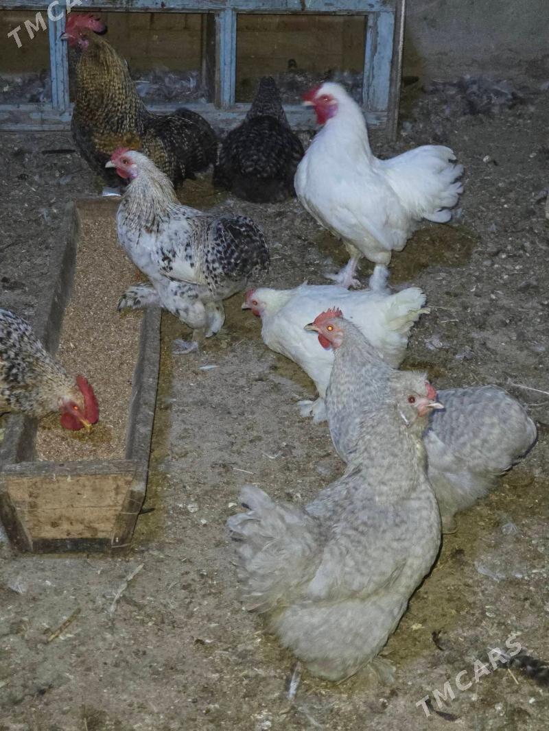 Karlik horaz maki - Aşgabat - img 4