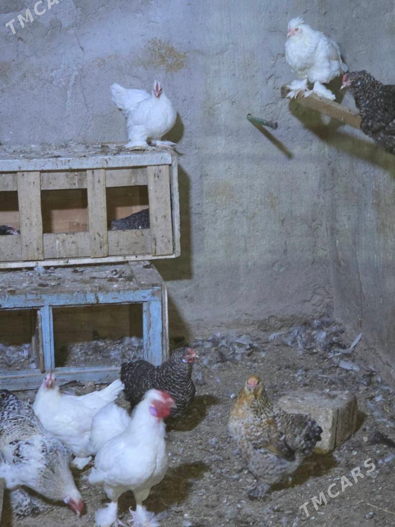 Karlik horaz maki - Aşgabat - img 3