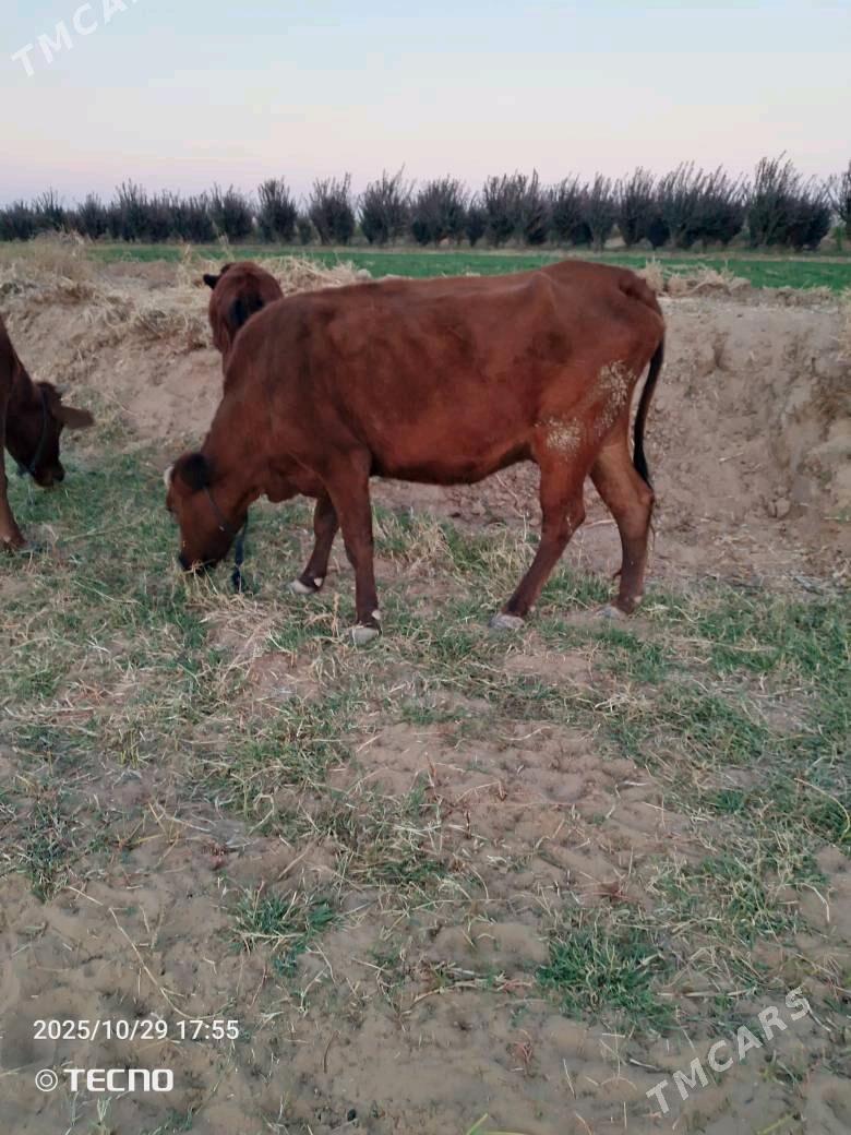 sygyrlar meýdanyň maly - Mary - img 1