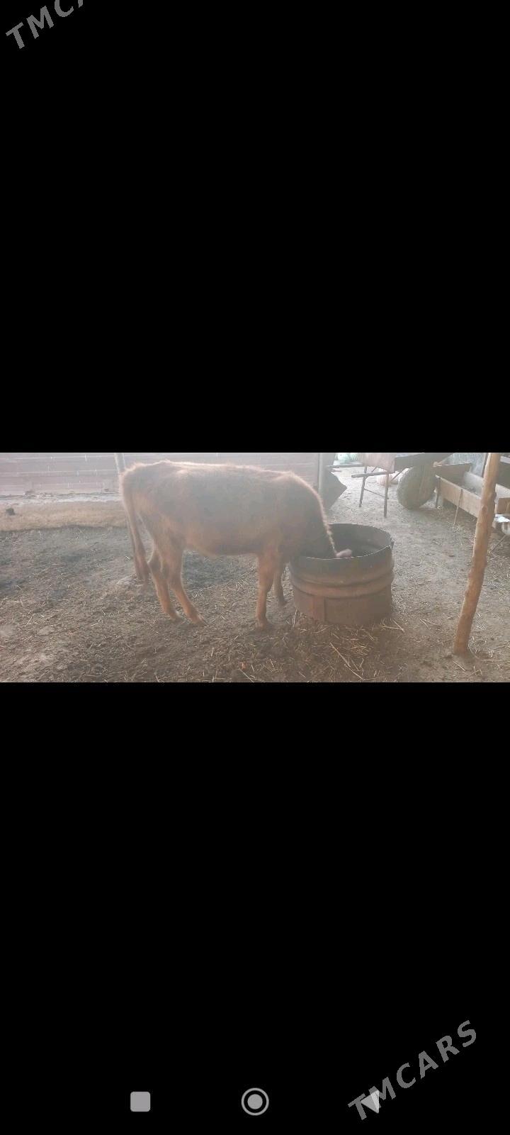 Göleli sygyr - Мары - img 2