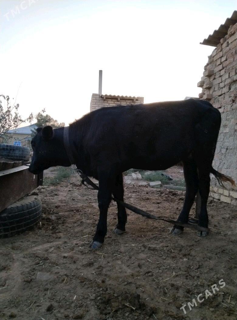 gulajyn - Mary - img 2