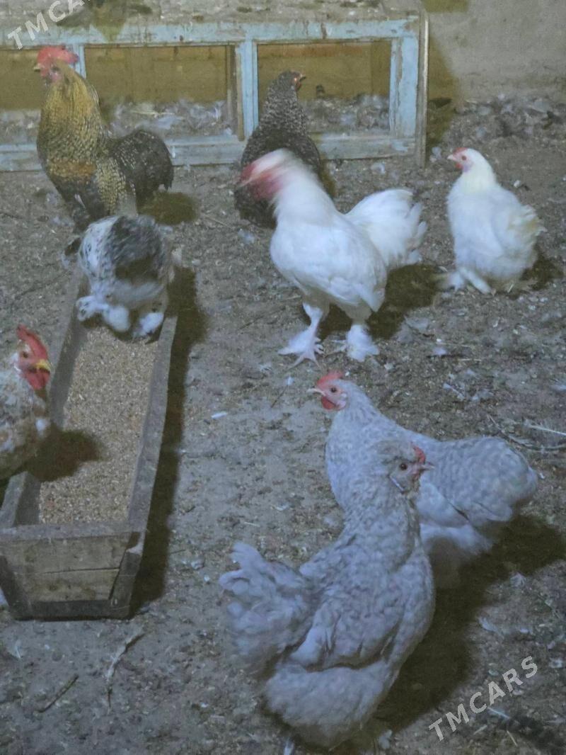 Karlik horaz maki - Aşgabat - img 6