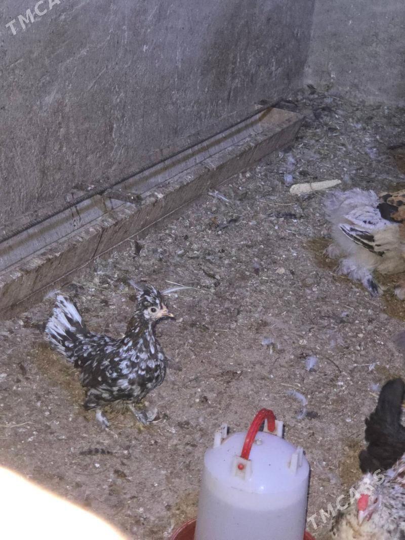 Karlik horaz maki - Aşgabat - img 2