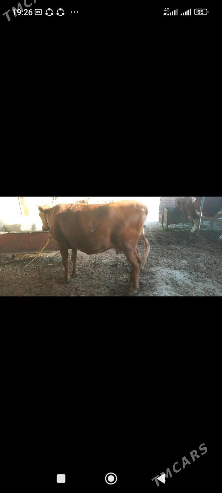 Göleli sygyr - Мары - img 3