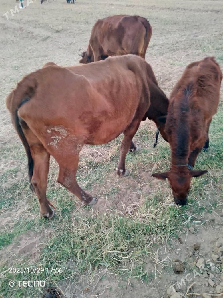 sygyrlar meýdanyň maly - Mary - img 2