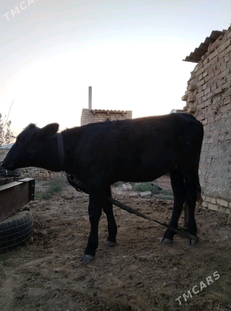 gulajyn - Mary - img 4