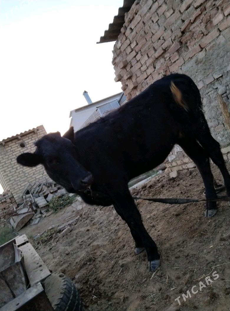 gulajyn - Mary - img 3