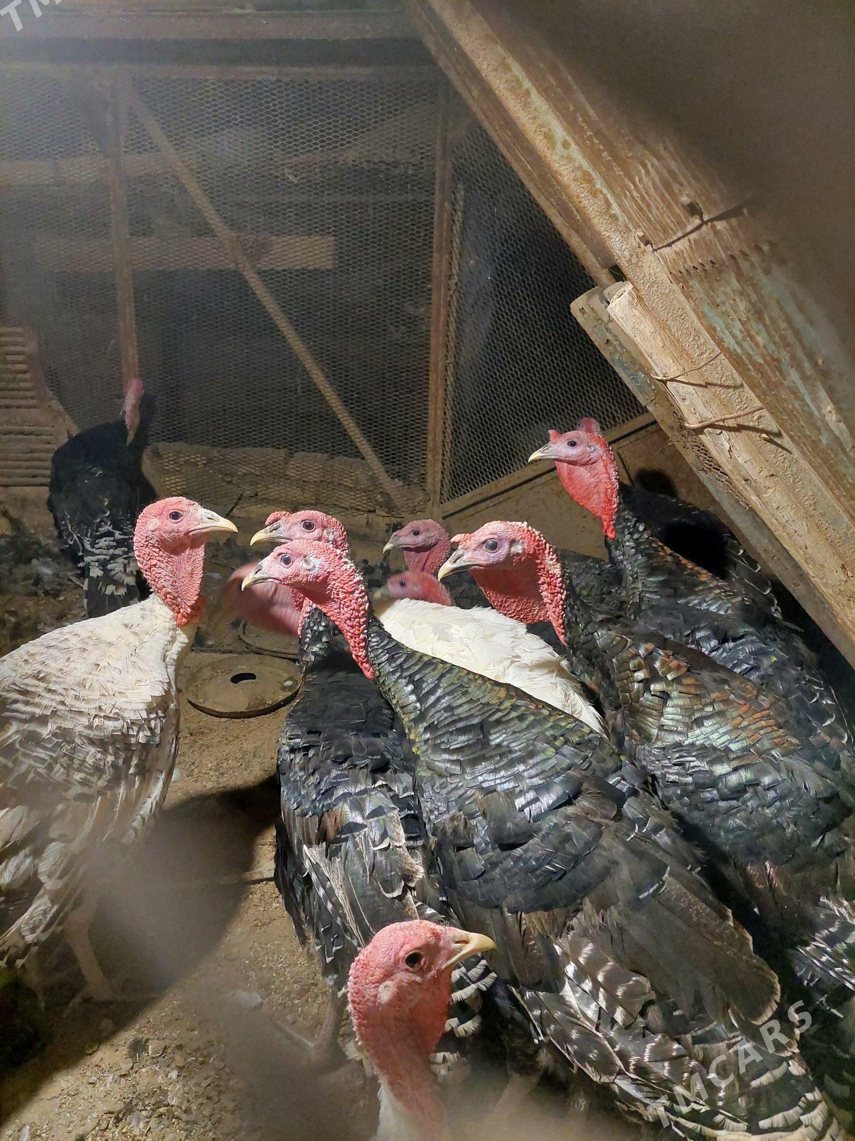 induk - Теджен - img 1