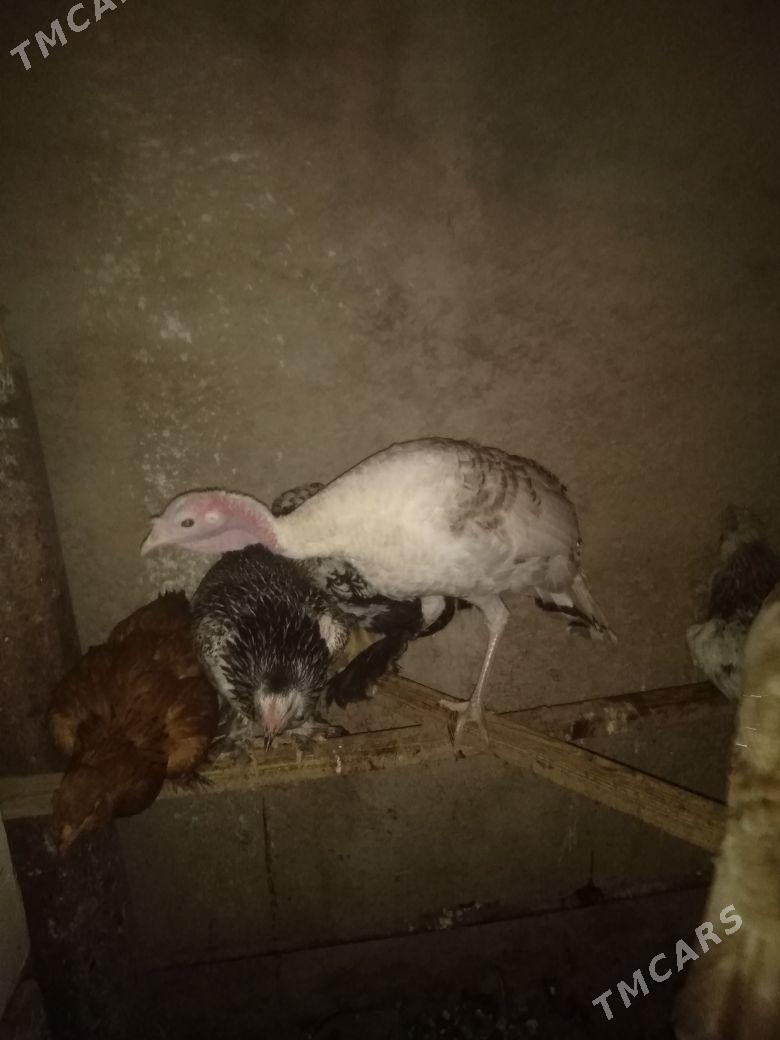 induk - Балканабат - img 1