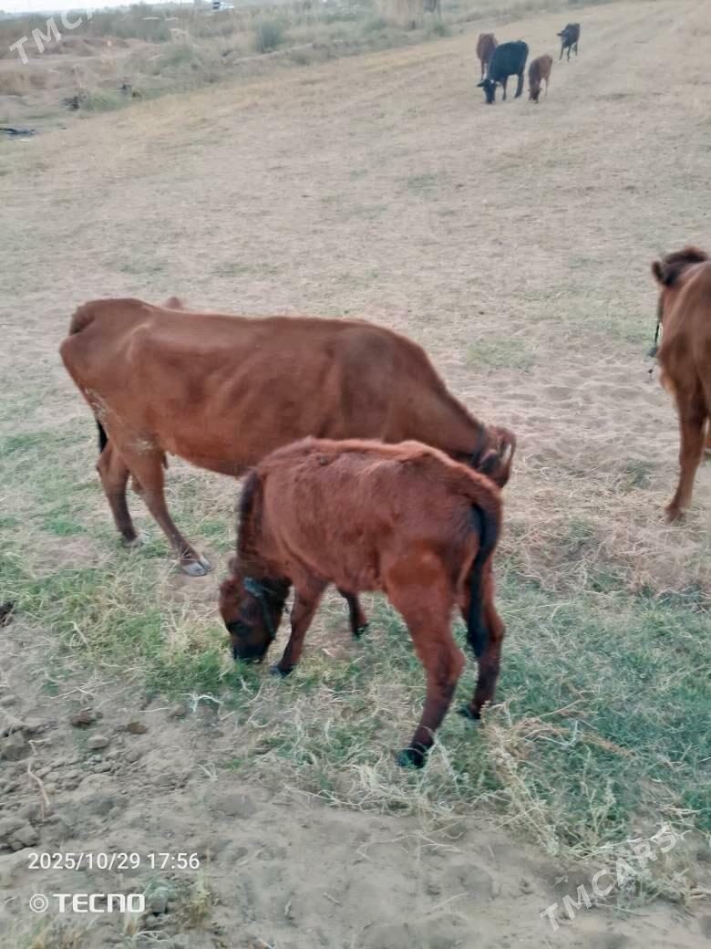 sygyrlar meýdanyň maly - Mary - img 4