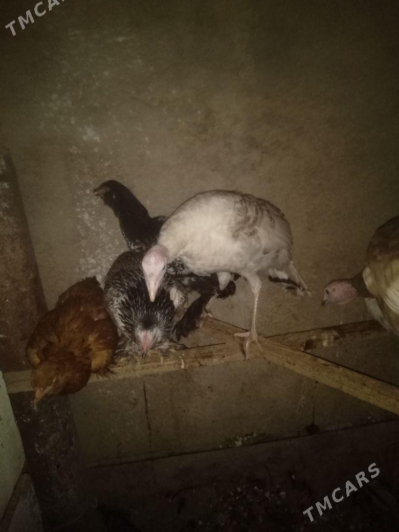 induk - Балканабат - img 2