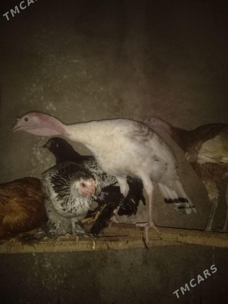 induk - Балканабат - img 3