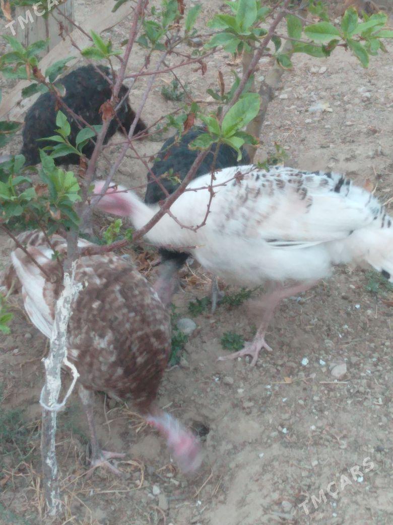 induk - Балканабат - img 4