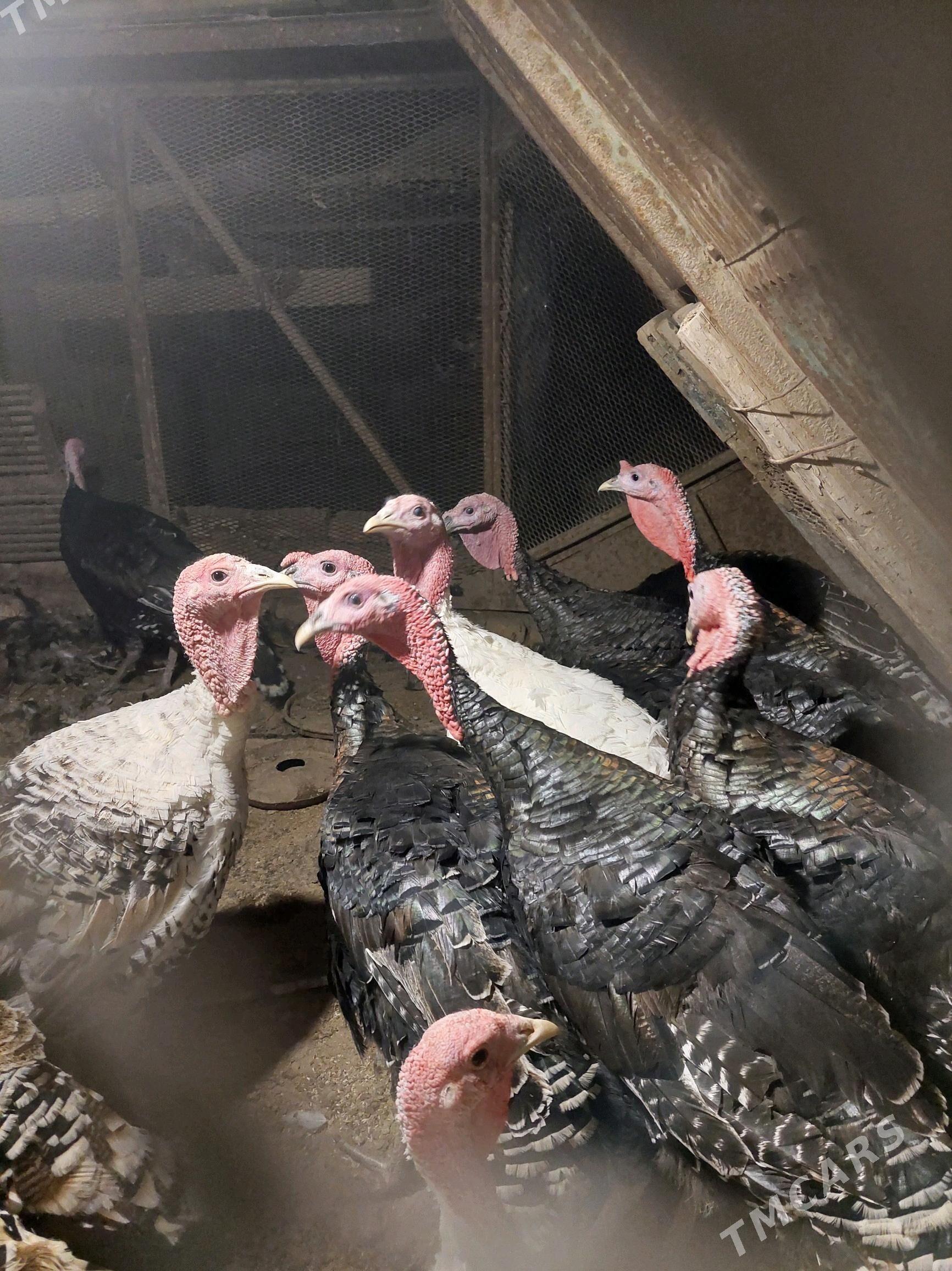 induk - Теджен - img 2