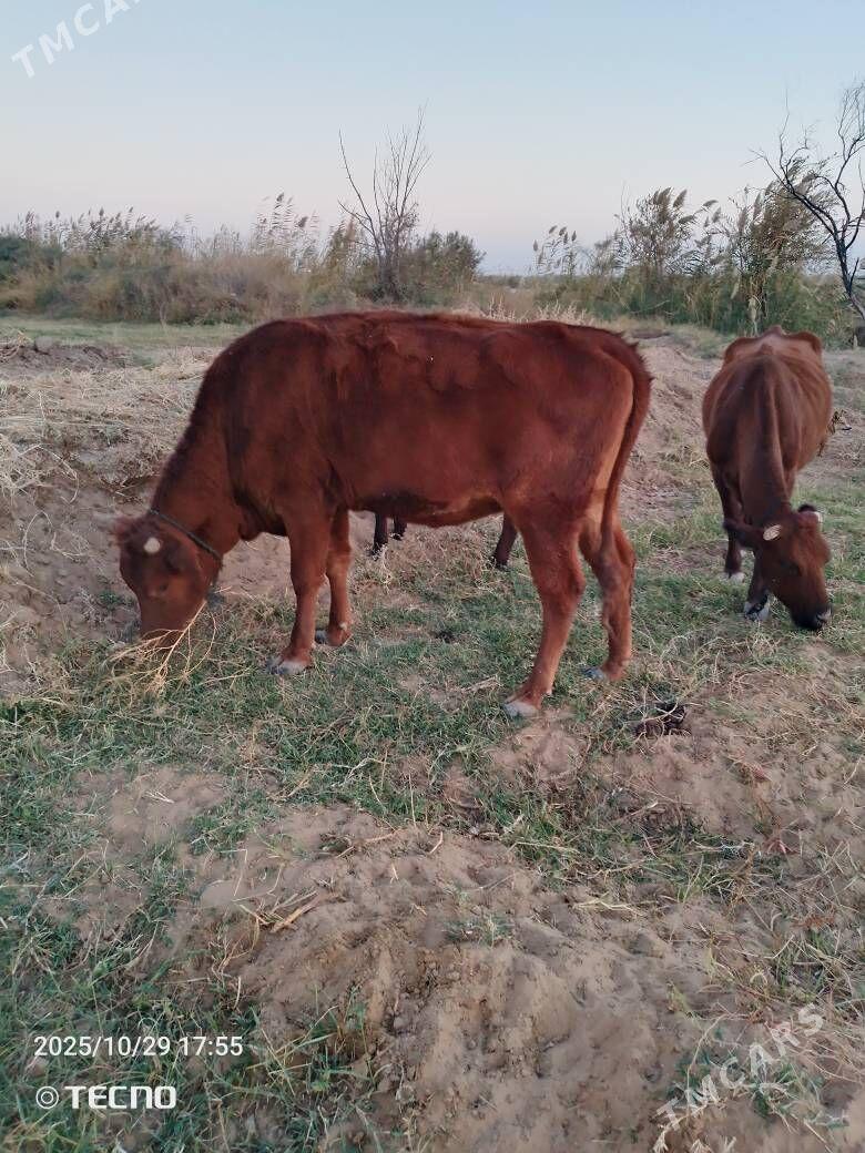 sygyrlar meýdanyň maly - Mary - img 6