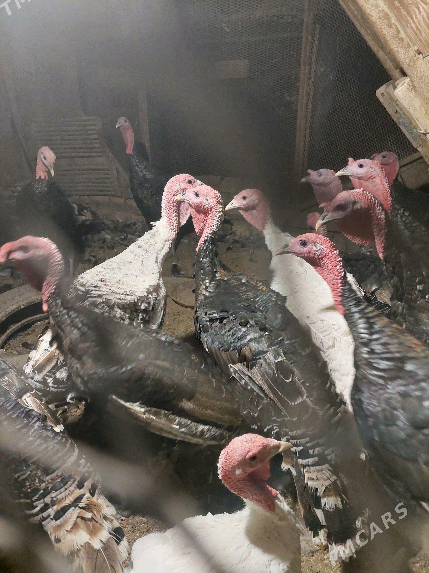 induk - Теджен - img 3