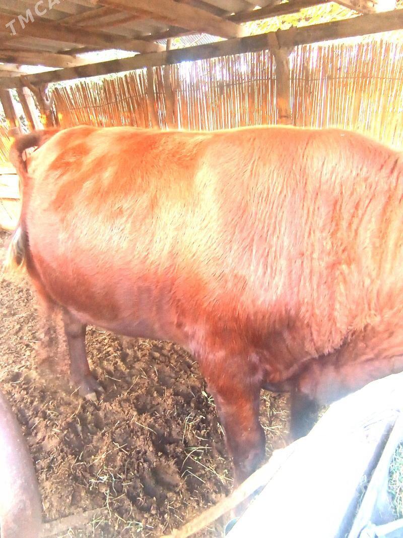 Okuzce - Мары - img 1