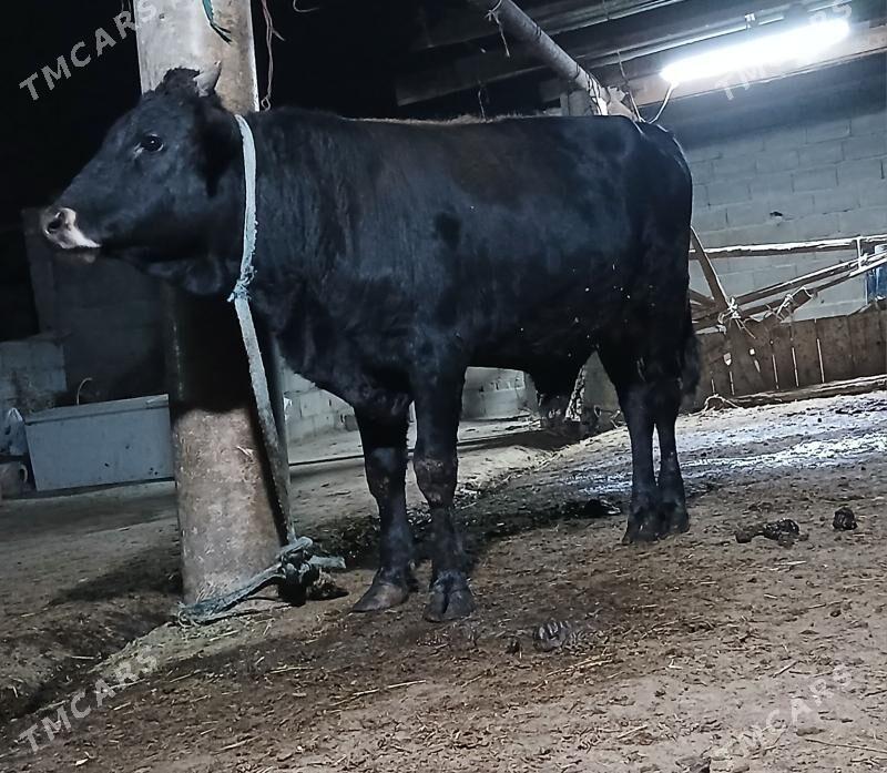 okuz - Bäherden - img 1