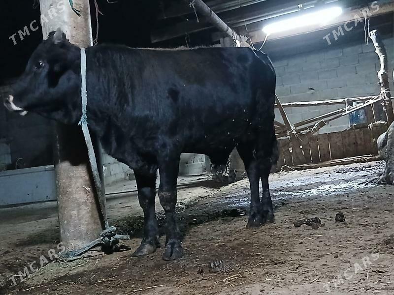 okuz - Bäherden - img 3